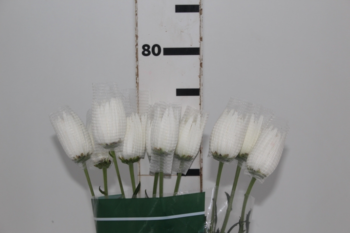 <h4>ANASTASIA HERRERA 080 CM BRANCO</h4>