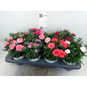 Dianthus  'Oscar'   ...mix