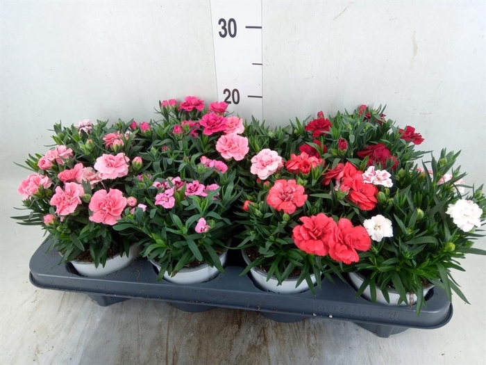 <h4>Dianthus  'Oscar'   ...mix</h4>