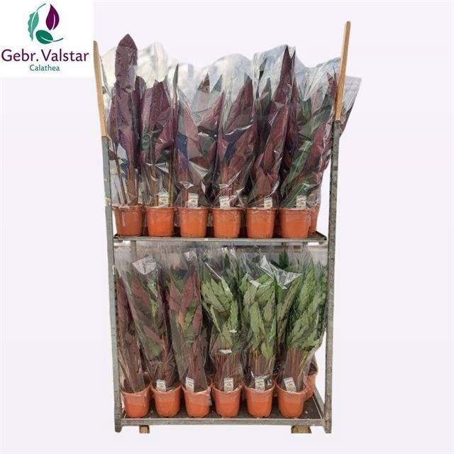 <h4>Calathea   ...mix</h4>