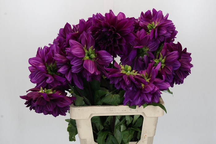 <h4>Dahlia Thomas Edison</h4>
