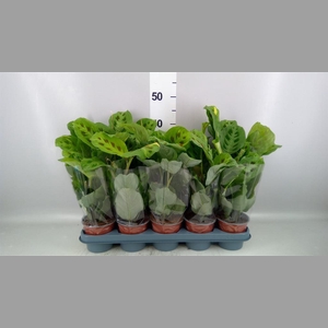Maranta leuc. 'Fiesta'