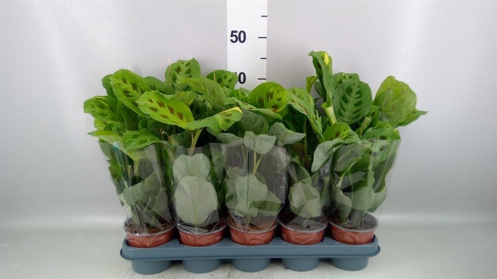 <h4>Maranta leuc. 'Fiesta'</h4>