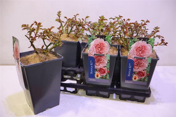 <h4>Rosa Pink Bonica 82</h4>