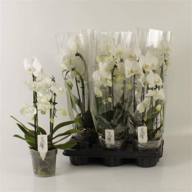 <h4>PHAL EL CASCADE</h4>