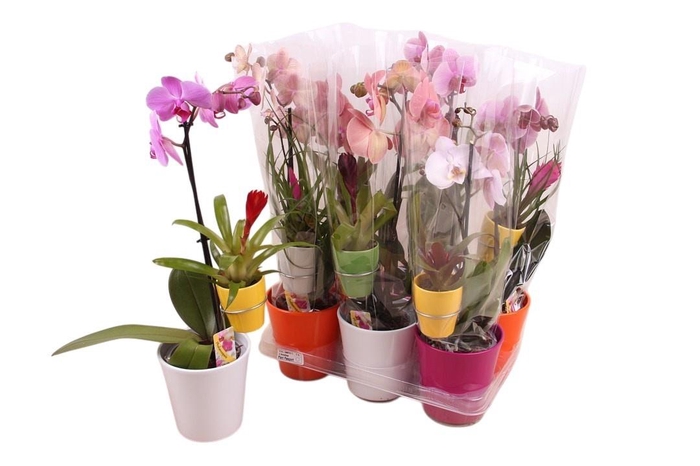 <h4>ARR PHAL 1 TAK</h4>