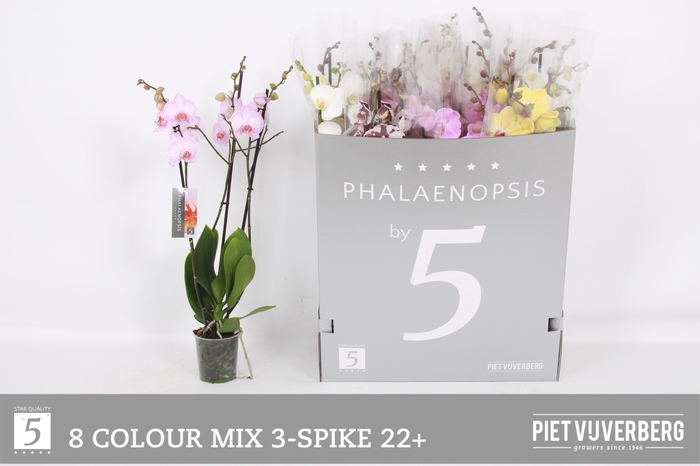 <h4>PHAL GEM 8 KL</h4>