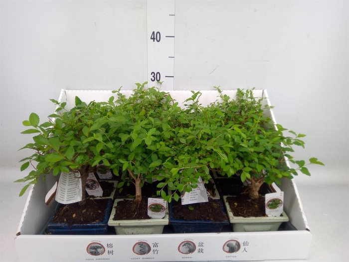 <h4>Bonsai ...mix</h4>