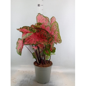 Caladium   ...