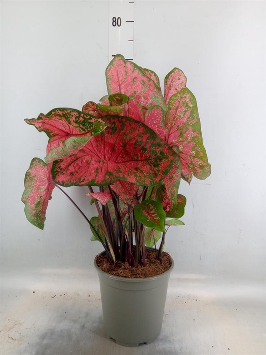 <h4>Caladium   ...</h4>