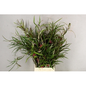 GREVILLEA ASPLENIIFOLIA 300GR
