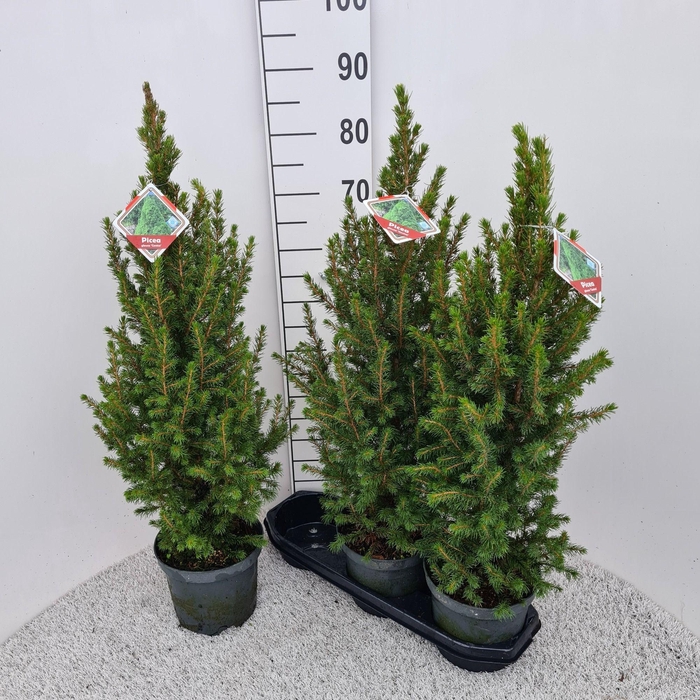 <h4>PICEA GL CONICA</h4>