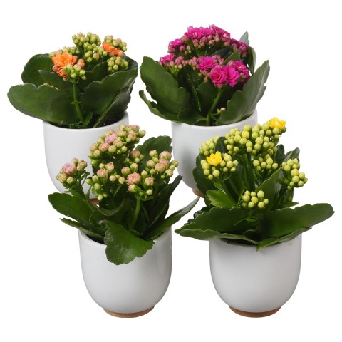 <h4>PTBTS1821 Arrangementen kamerplanten</h4>