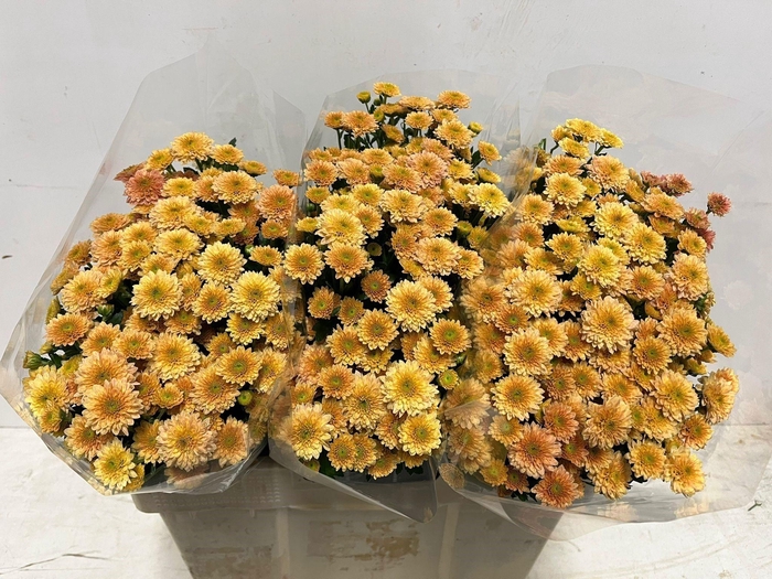 <h4>CHR S MILLER SMOKEY</h4>