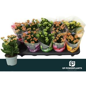 KAL GE PERF GEM 5 KL