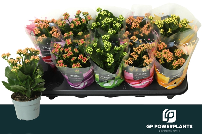 <h4>KAL GE PERF GEM 5 KL</h4>