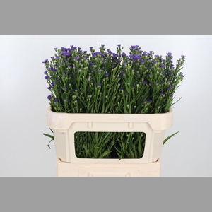 Aster Casamare