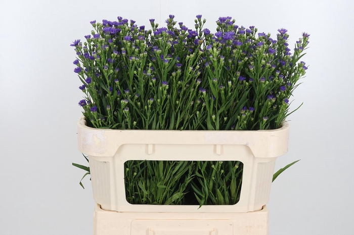 <h4>Aster Casamare</h4>