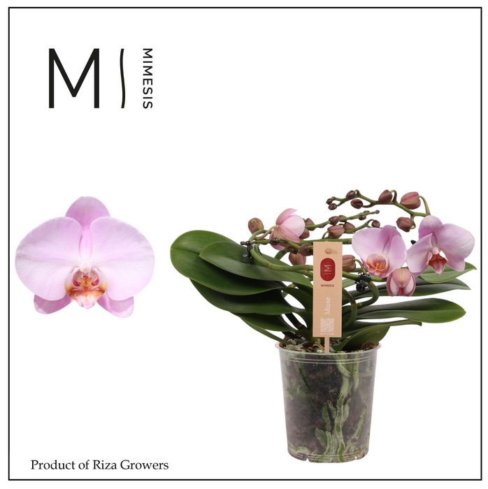 <h4>Phalaenopsis Muse Pink 25+ - 12cm | Mimesis</h4>