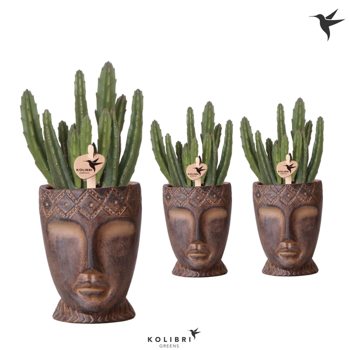 <h4>Kolibri Greens Stapelia Leendertziae in Totem Mask pot</h4>