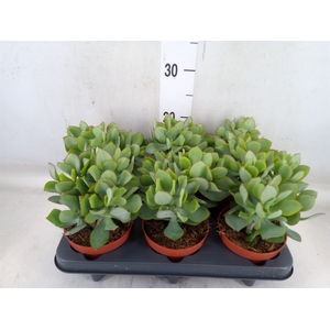 Crassula arborescens 'Petit Wave'