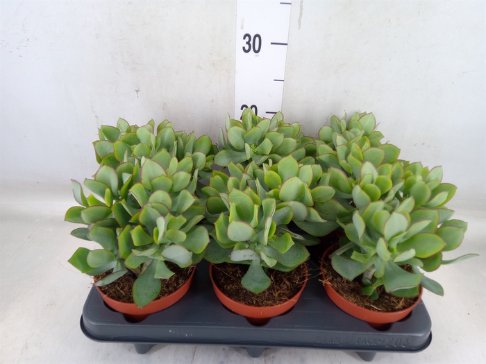 <h4>Crassula arborescens 'Petit Wave'</h4>