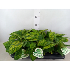 Homalomena wal. 'Camouflage'
