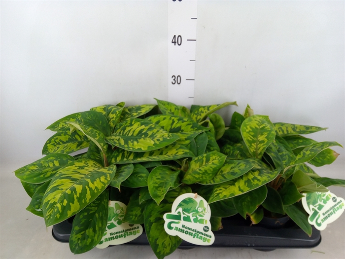 <h4>Homalomena wal. 'Camouflage'</h4>