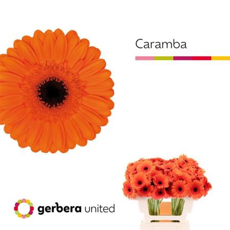 <h4>Ge Mi Caramba</h4>
