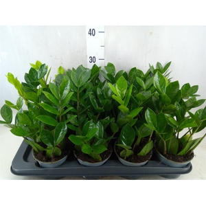 Zamioculcas zamiifolia