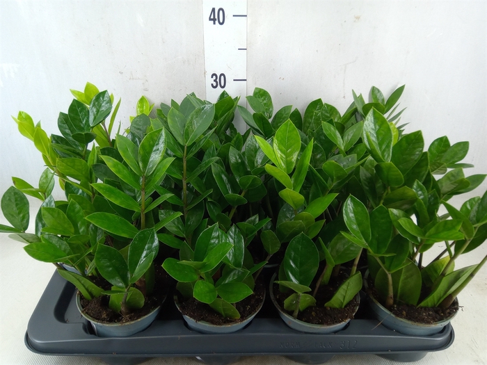 <h4>Zamioculcas zamiifolia</h4>