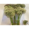 Allium Gladiator Zaad