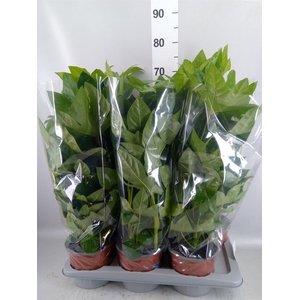 Fatsia japonica ...