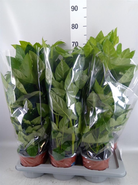 <h4>Fatsia japonica ...</h4>