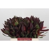 Leucadendron Saf Sunset Dark Red