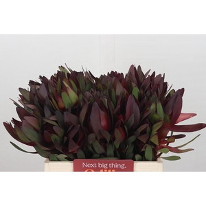 Leucadendron Saf Sunset Dark R.