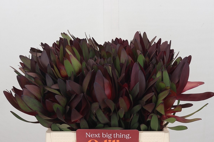 <h4>Leucadendron Saf Sunset Dark Red</h4>