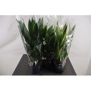 Dracaena 17 Cm. P. Fragrans Gem. 3 Srt. Mix