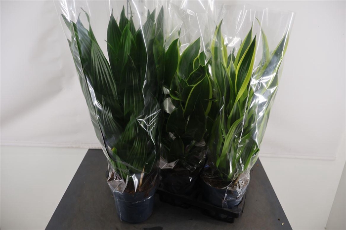 <h4>Dracaena 17 Cm. P. Fragrans Gem. 3 Srt. Mix</h4>