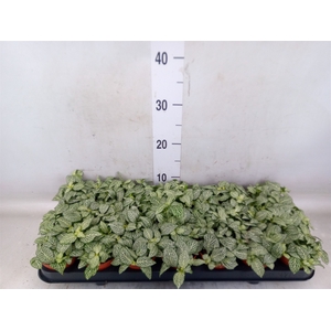 Fittonia   ...