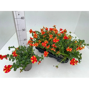 PORT PAZ NANO ORANGE