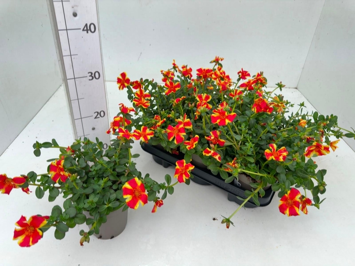 <h4>PORT PAZ NANO ORANGE</h4>