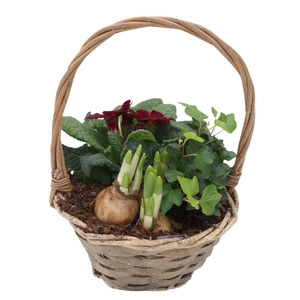 Primula Hengselmand 1x hedr 1x tet 1x prim 577