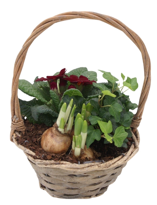 <h4>Primula Hengselmand 1x hedr 1x tet 1x prim 577</h4>