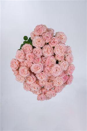 <h4>Tr Chic Flow</h4>