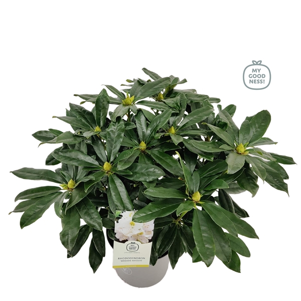 <h4>Rhododendron 40-50 /5 liter 'Madame Masson'</h4>