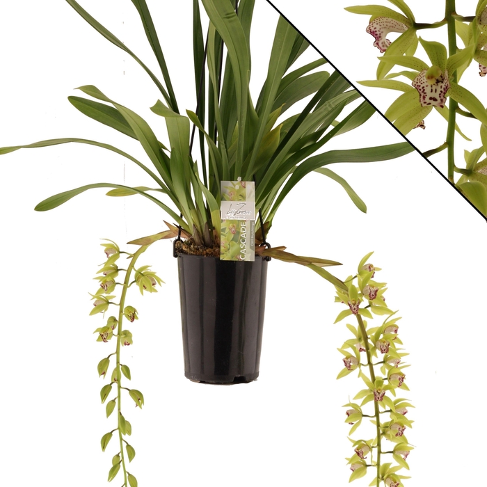 <h4>Hutchings 2 tak</h4>