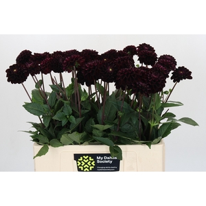 Dahlia Dark Prince