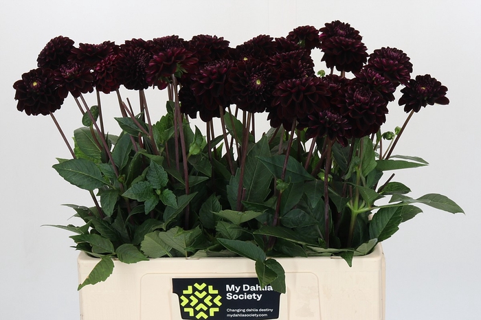 Dahlia Dark Prince