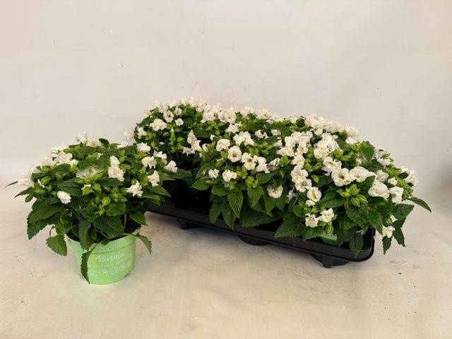 <h4>TORENIA KAUAI WHITE</h4>